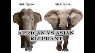 Differences Between African Elephant amp Asian Elephant  African Elephant Vs Asian Elephant [upl. by Eugenio]