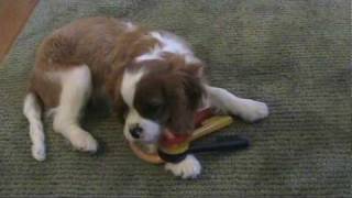 Cavalier King Charles Spaniel  Puppy Winston at 14 weeks old [upl. by Jasen287]