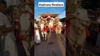 Kadirana Perahera 🙏🙏🙏perahara perahera kadirana negombo srilanka dance bullcart shots [upl. by Aietal760]