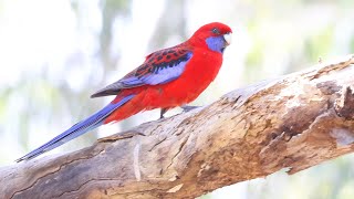 Australian Parrots Crimson Rosella Platycercus elegans [upl. by Mehala]