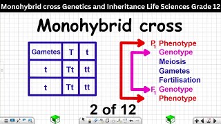 Monohybrid cross Genetics and Inheritance Grade 12 Life Sciences 2 of 12 [upl. by Ellerrehs633]