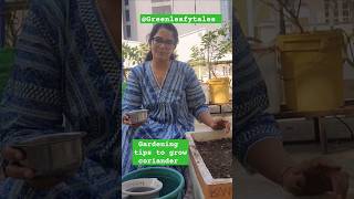 How to grow coriander Greenleafytales gardentips coriander grow shorts [upl. by Drabeck791]