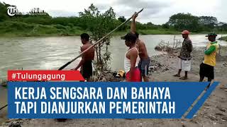 TULUNGAGUNG  Kerja Sengsara dan Bahaya tapi Dianjurkan Pemerintah [upl. by Durgy]