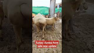 Turkey dumba form sale new update9870046927viral [upl. by Eigroeg]