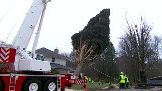 80foottall tree heads to New Yorks Rockefeller Center [upl. by Carrelli865]