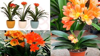 clivia plant care  clivia plant care indoors  clivia plant propogation [upl. by Aglo]