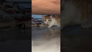 edit lyrics automobile yogaclassesdubai music cat catlover [upl. by Marilin553]