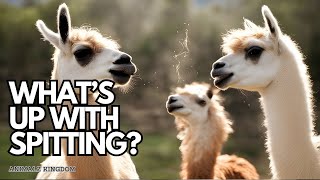 Why Do Llamas Spit Unraveling the Mystery [upl. by Amalle716]