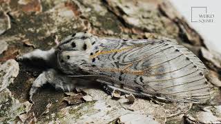 Puss Moth  is a large moth with a soft striped and fluffy coat that makes it look like a cat [upl. by Akimal845]