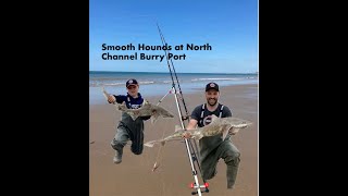 North Channel Burry Port Smooth Hound fishing dongle rig Sea fishing UK [upl. by Akerdnahs]