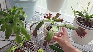 Thanksgiving and Easter Cactus Update March 2024 [upl. by Lytsirk]