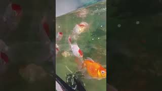 Big redcap orande fancy gold fish ytshorts beautiful dhanbad [upl. by Amory824]