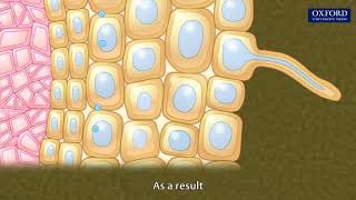 Plant Nutrition Mineral Absorption  Part 1 [upl. by Negeam]