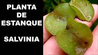 Salvinia molestaPlanta de estanque [upl. by Harraf]