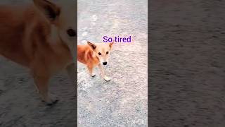 Tambaram street dog நட்பு shortsfeed tambaram friendship [upl. by Eilram78]