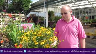 Rudbeckia Fulgida Goldstrum  Glebe Garden Centre Leicester [upl. by Carlos177]