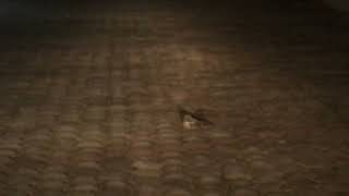 Fierynecked nightjar in front of my Car [upl. by Derry]