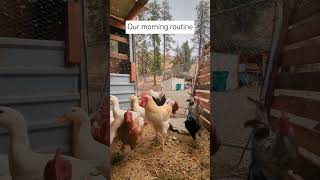 homestead life farmlife chickens [upl. by Garrot260]