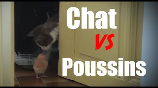 Chat vs Poussins [upl. by Pirali]