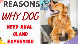 Why Do Dogs Need Anal Glands Expressed [upl. by Herod]