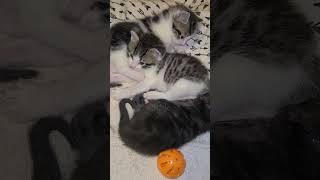 Lazy Saturday with the 3littlekittens kittens cuteanimal cats [upl. by Cirdes346]