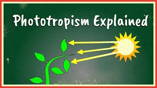 Phototropism Explained [upl. by Aneehsor]