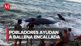 Encuentran ballena encallada en zona costera de Cárdenas Tabasco [upl. by Ahsocin]