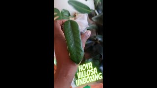 BEAUTIFUL Hoya Villosa Globulosa Unboxing [upl. by Teodor]