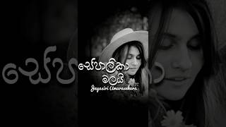 Sepalika Malai  සේපාලිකා මලයි  Jayasiri Amarasekara jayasiriamarasekara sinhalamusic [upl. by Tamas]