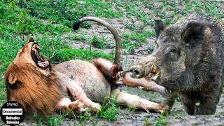 ¡Sorpresa El León Fue Derrotado Por El Jabalí  Animales Salvajes [upl. by Naharba]