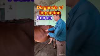 Rumenotomy l impaction of rumen l dr Umar khan [upl. by Sakhuja]