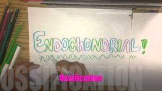 Intramembranous amp Endochondral Ossification [upl. by Morganica]