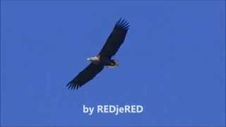 Whitetailed Eagle Attacked  Zeearend aangevallen Haliaeetus albicilla [upl. by Storfer]