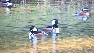 Hooded Mergansers Cruise Past Bufflehead Ducks in Sea Pines [upl. by Boiney]