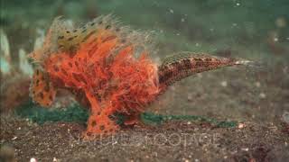 Frogfish Eats Wrasse [upl. by Douty]