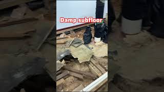 Damp amp moisture caused this subfloor to collapse and rotten always do a damp test before flooring [upl. by Dirfliw271]