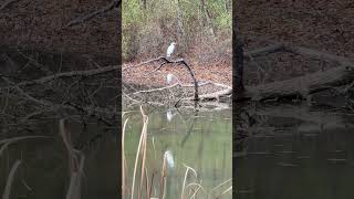 White Egrets Michigan birdslover birdlovers nature egrets [upl. by Sutsuj948]