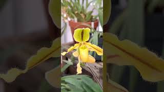 Paph Druryi Orchid looks beautiful 🥰  Planting Fields Arboretum State Historic Park [upl. by Lalo261]