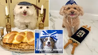 Firstever Pawsitively Jewish Calendar features Instagramfamous dogs in time for high holidays [upl. by Htenay976]