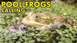 Pool Frogs Calling amp Mating [upl. by Bink]