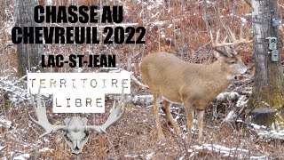 CHASSE AU CHEVREUIL 2022  LacStJean  TERRITOIRE LIBRE  Arbalète  Deer hunting [upl. by Laszlo]