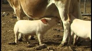 Orphaned piglets drink from Jersey cow [upl. by Noivert661]