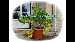 Comment rempoter un citronnier  Monjardindansleslandes [upl. by Rosalinde]