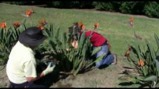 Pruning Strelitzia [upl. by Demaggio644]