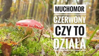 Muchomor Czerwony Czy To DZIAŁA [upl. by Ariem461]