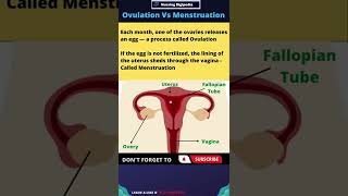 What is Ovulation and Menstruation shorts [upl. by Oidivo]