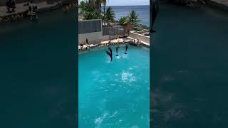 Dolphinaris excursion Cozumel Mexico [upl. by Paul]