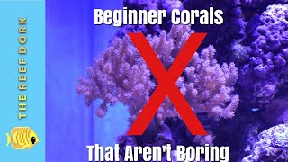 Top 7 Beginner Corals That Arent Boring [upl. by Fennessy]