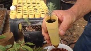 Propagating Pinion Pine Nuts [upl. by Aicirpac]