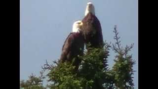 American bald eagle puts out the call and other eagle arrives [upl. by Ahsinhoj483]